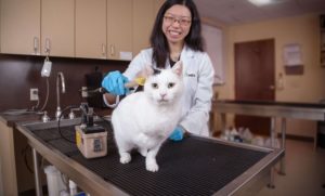 Avets radioiodine therapy for cats