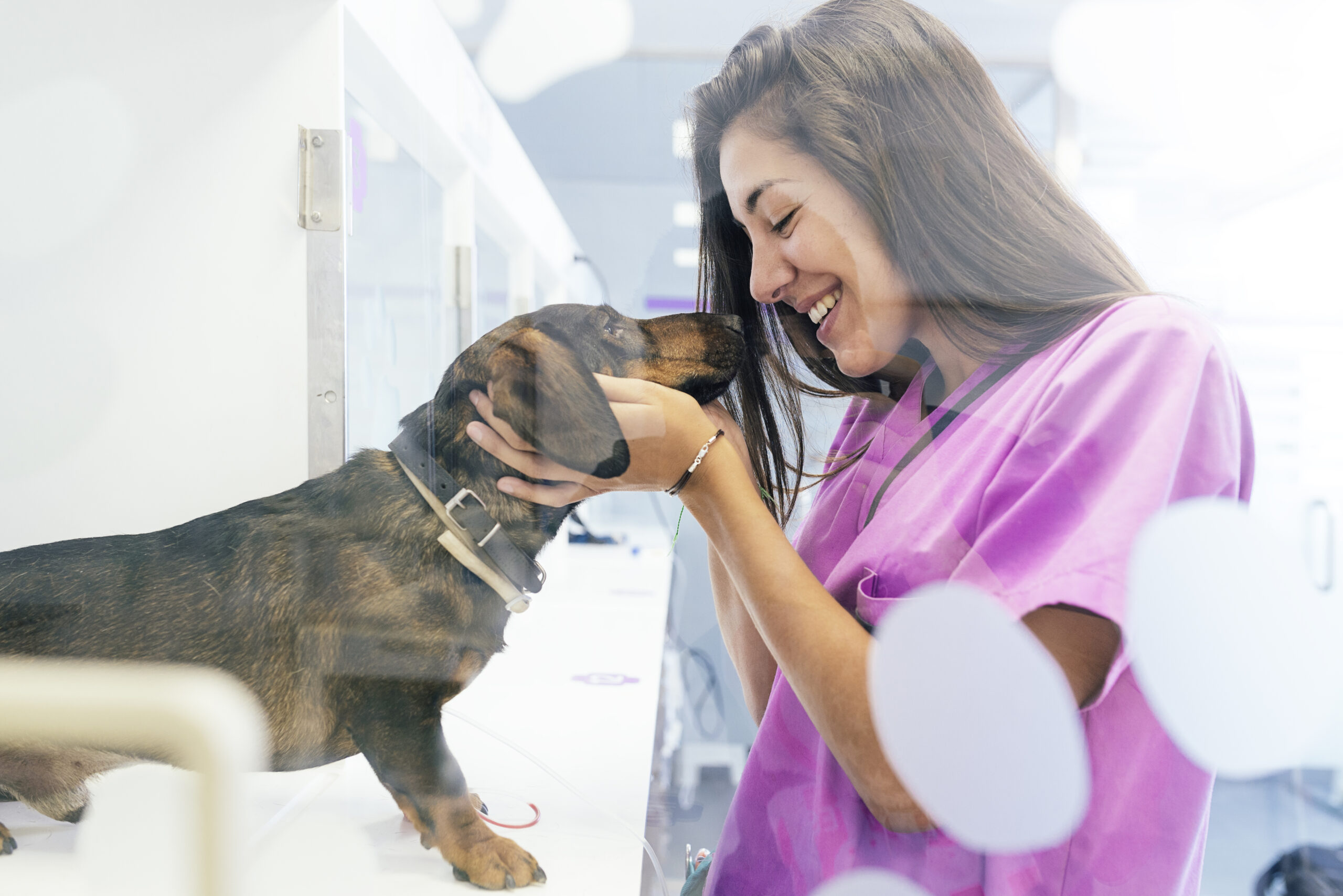 when to see veterinary neurologist
